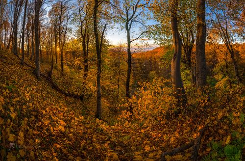 Буковый лес осенью, на закате