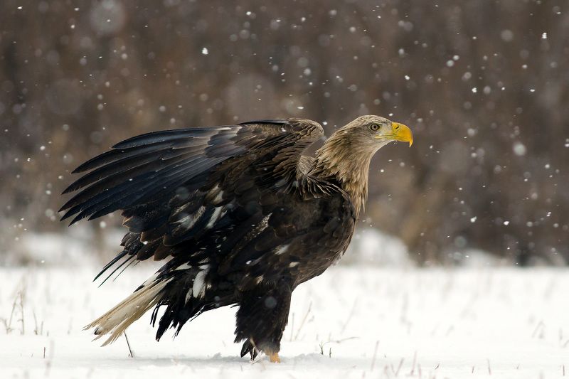 eagle, bielik, orzeł, wildlife, bird, snow, winter White tailed eaglephoto preview