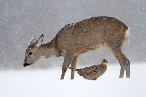 Roe deer and pheasant