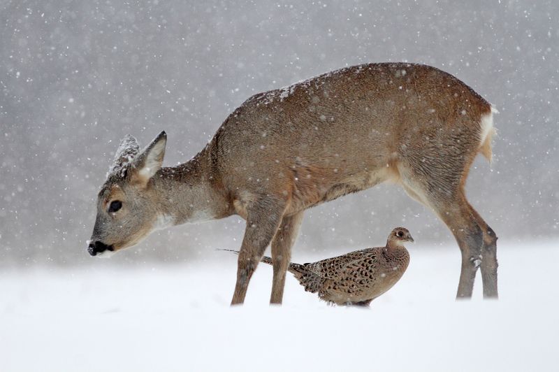 pheasant, deer, roe deer, winter ,snow, blizzard Roe deer and pheasantphoto preview