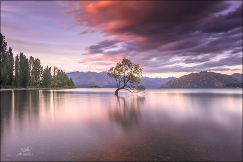 Знаменитое дерево озера Ванака