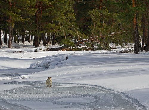 Зимний пейзаж с собачкой