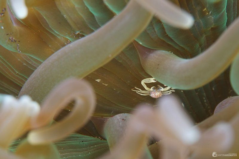 underwater, crab, bali, anemone Crabphoto preview