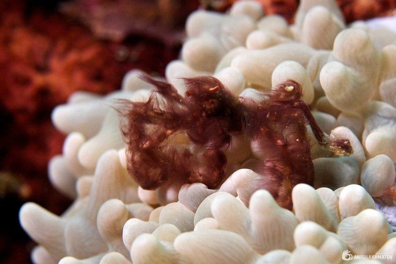 underwater, orangutan, crab, anemone Орангутангphoto preview