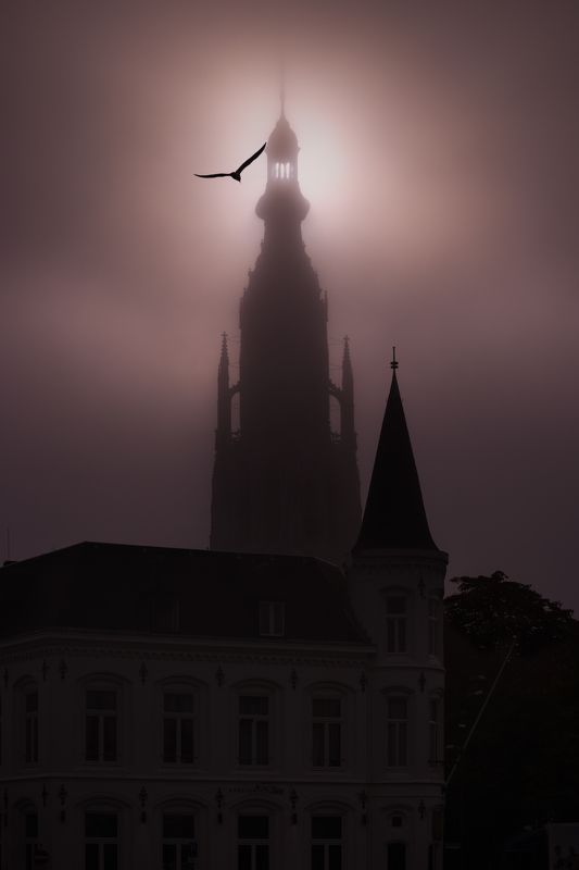 #city, #church, #fog, #bird Church of Breda on a foggy morningphoto preview