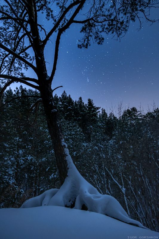 ночь,звёзды,звёздное небо,лес,снег,зима,дерево,корни,сосна,пейзаж,природа,нижняя кама,татарстан, Звёздная ночь в зимнем лесуphoto preview