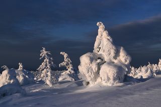 Ёлочки отечественного производства :)