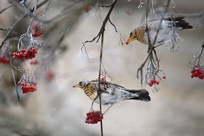 птицы, зима, дрозд, дрозд-рябинник Дрозд рябинникphoto preview