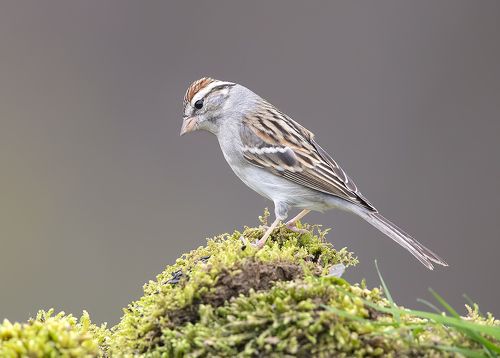 Обыкновенная воробьиная овсянка - Chipping sparrow