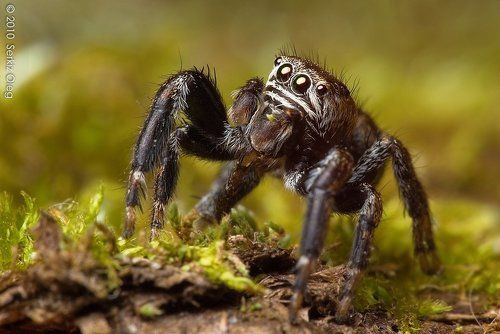 Evarcha arcuata Jumping Spider Salticidae adult male