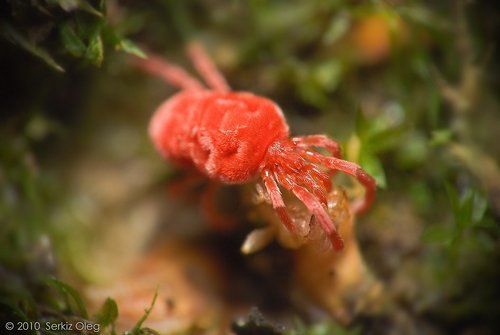 Red Velvet Mite (Trombiculidae)