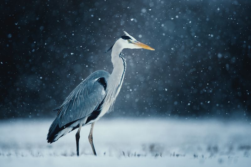 heron, czapla, wildlife, birds, winter, snow Grey Heronphoto preview