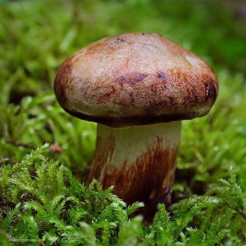 Чуть-чуть про грибы