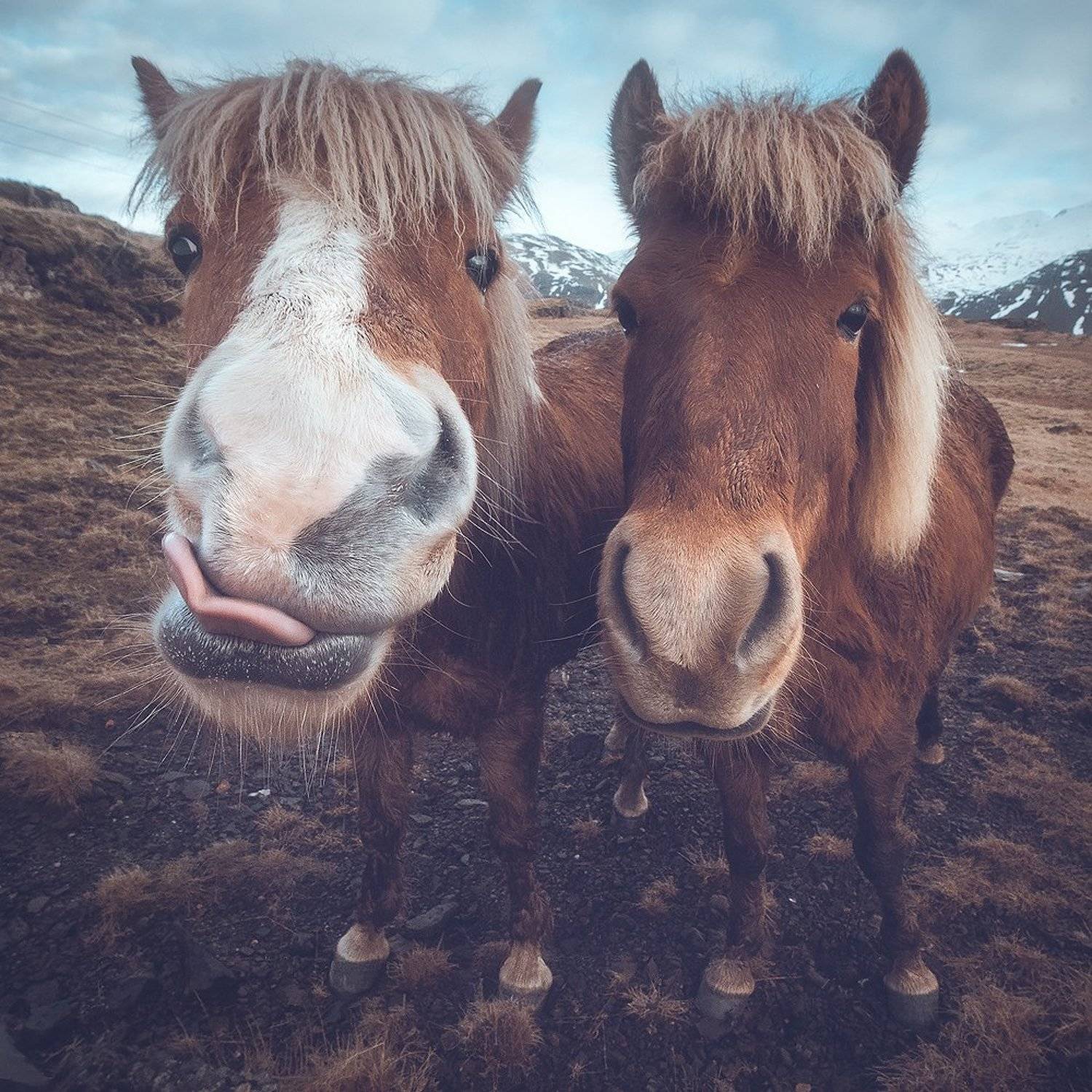 Друзья лошадки. Лошадь друг. Постер лошадь. Лошади дружат.