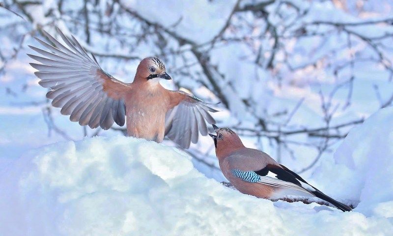 природа , птицы , сойки , зима , встреча \