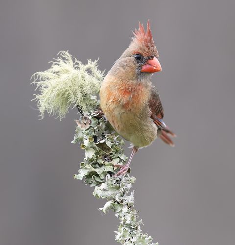 Самка. Красный кардинал -Northern Cardinal female