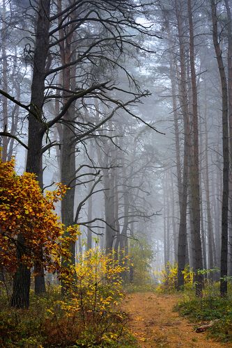 Autumn walk in forest