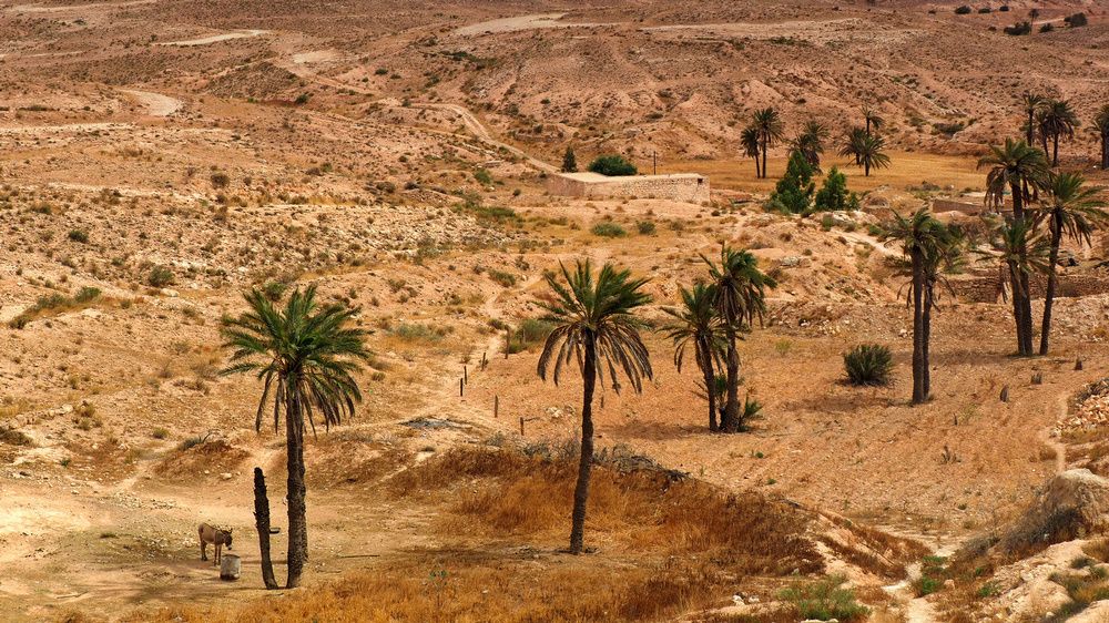 Описание оазиса. Оазис в пустыне Африки. Пустыня сахара Оазис. Город Навои Оазис в пустыни.
