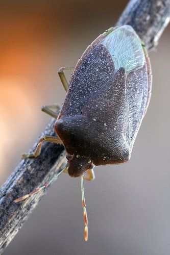 First shieldbug os 2012