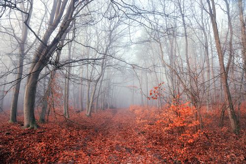 туманное осеннее утро в лесу