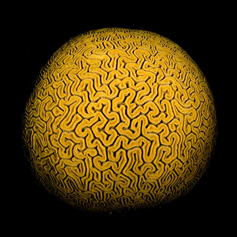underwater, brain coral, brain, wide angle, underwater photography The Brainphoto preview