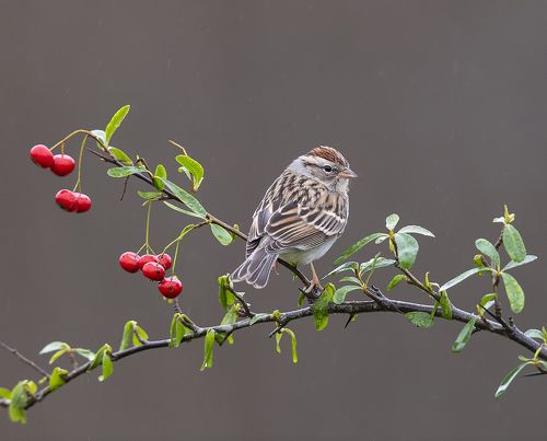 Обыкновенная воробьиная овсянка -Chipping sparrow