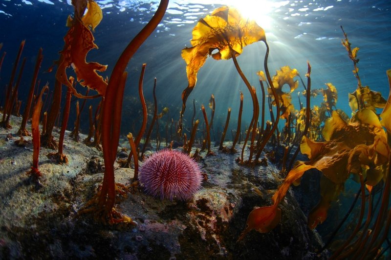 подводный мир,баренцево море,полуостров средний,север,подводная съемка Жизнь Баренцева моряphoto preview