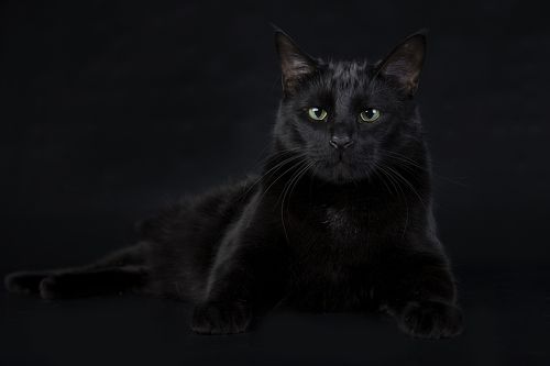 Кузя - Black Cat