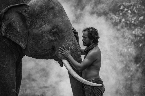Young Mahout and Elephant
