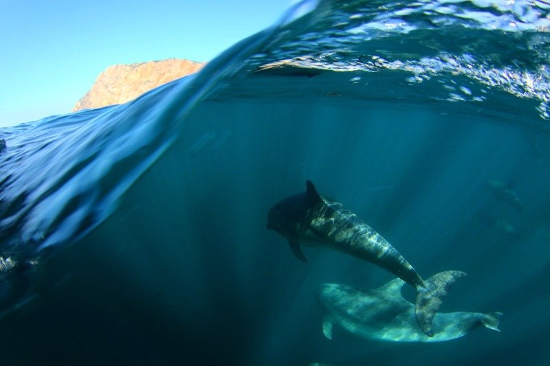 черное море, афалины, дельфины,  В своей стихииphoto preview