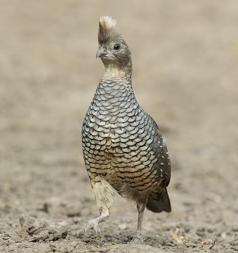 Scaled quail - Чешуйчатая Куропатка