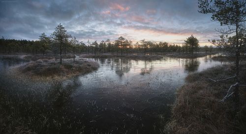 Рассвет над замёрзшим болотом