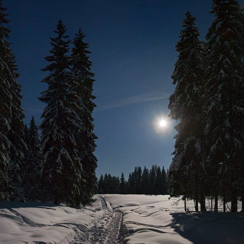 Зимний лес лунной ночью