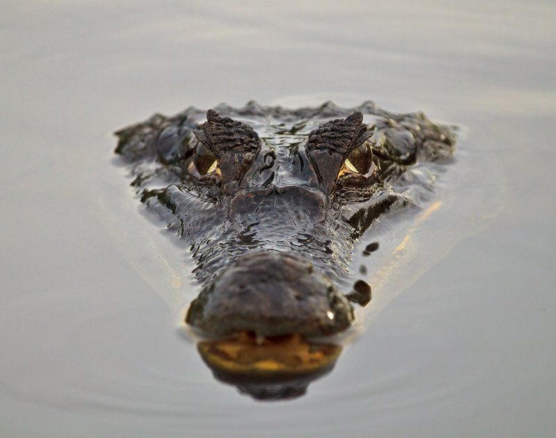 кайман, крокодил, венесуэла Добрые лицаphoto preview