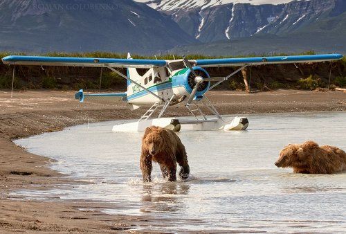 Путь к самолёту отрезан, настало время обсудить чьи в лесу шишки / Customs Patrol before the flight. Alaska
