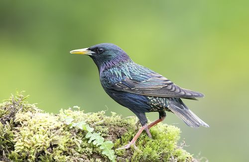 Обыкновенный скворец - Common starling