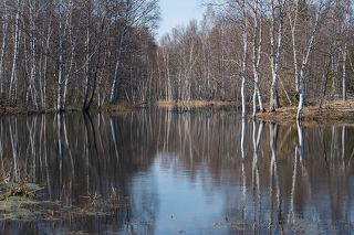 Весна в стране берёзового ситца
