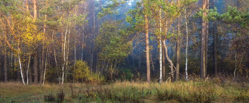 Ласкают утренние лучи опушку осеннего леса