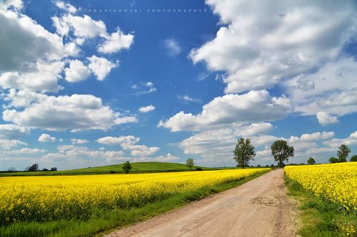 Ground road in rapeseed