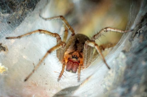 Воронковый паук Agelena orientalis у входа в своё убежище