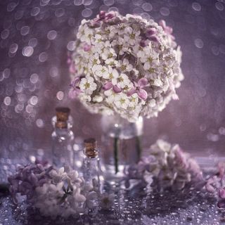 В сиреневых тонах