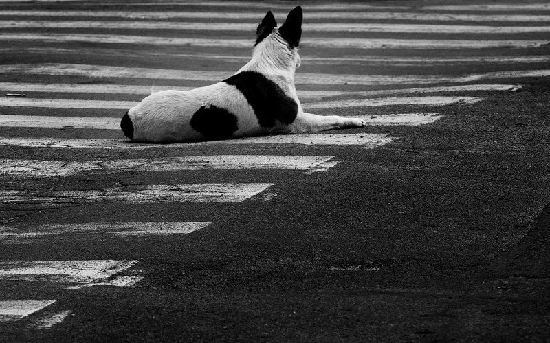 улица, стрит, животные, пес, собака, чб, черно-белое, дорога,настроение,жанр,арт черно-бело..photo preview