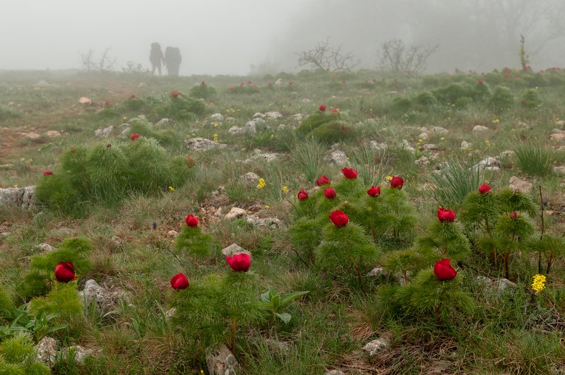 крым весна туман пионы Пионы горного Крымаphoto preview