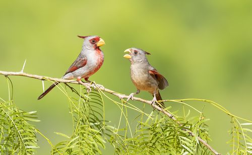 Pyrrhuloxia male & female - Пустынный кардинал