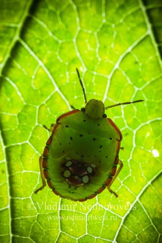 The fifth instar larva of the Southern green stink bug (Nezara viridula) // Личинка зелёного овощного клопа (Nezara viridula), пятый возраст