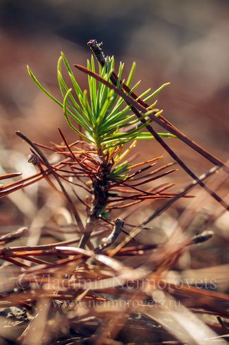 The sapling of the Pitsundian pine (Pinus pityusa) // Росток пицундской сосны (Pinus pityusa)