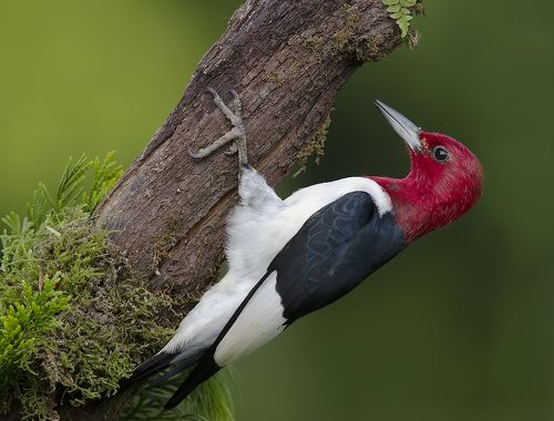 Red-headed woodpecker - Красноголовый меланерпес
