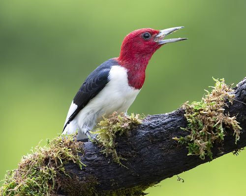 Red-headed woodpecker -Красноголовый меланерпес