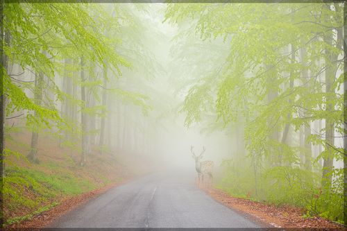 Олешек в тумане