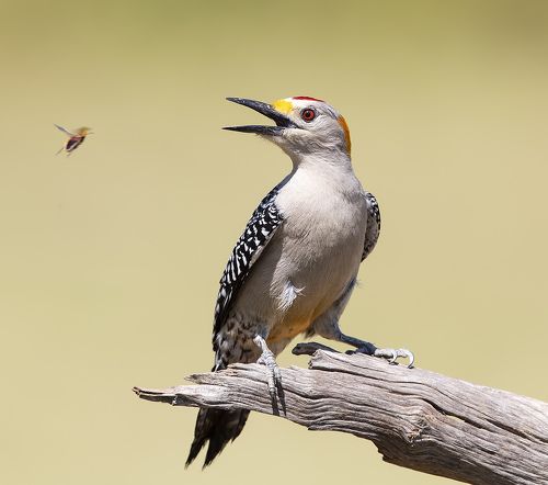 Golden Fronted Woodpecker male - Золотолобый меланерпес